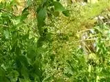 Toothbrush tree (Salvadora persica) Flower, Leaf, Care, Uses - PictureThis