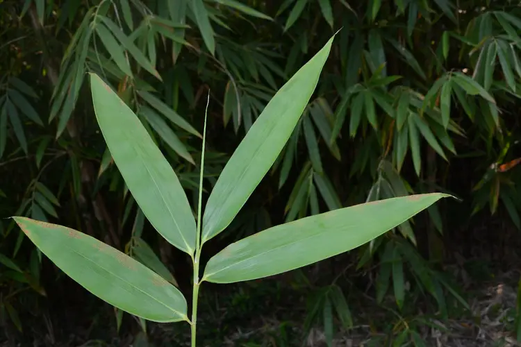 Burmese bamboo