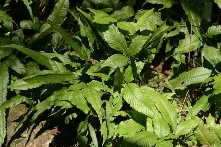 【希少種】 オオヘツカシダ 石垣島産 157139354320371718.jpeg?x-oss-