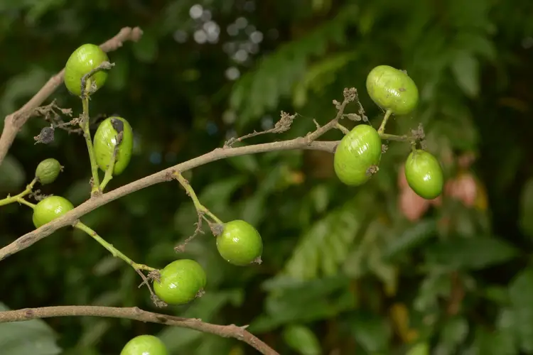 Drimycarpus racemosus