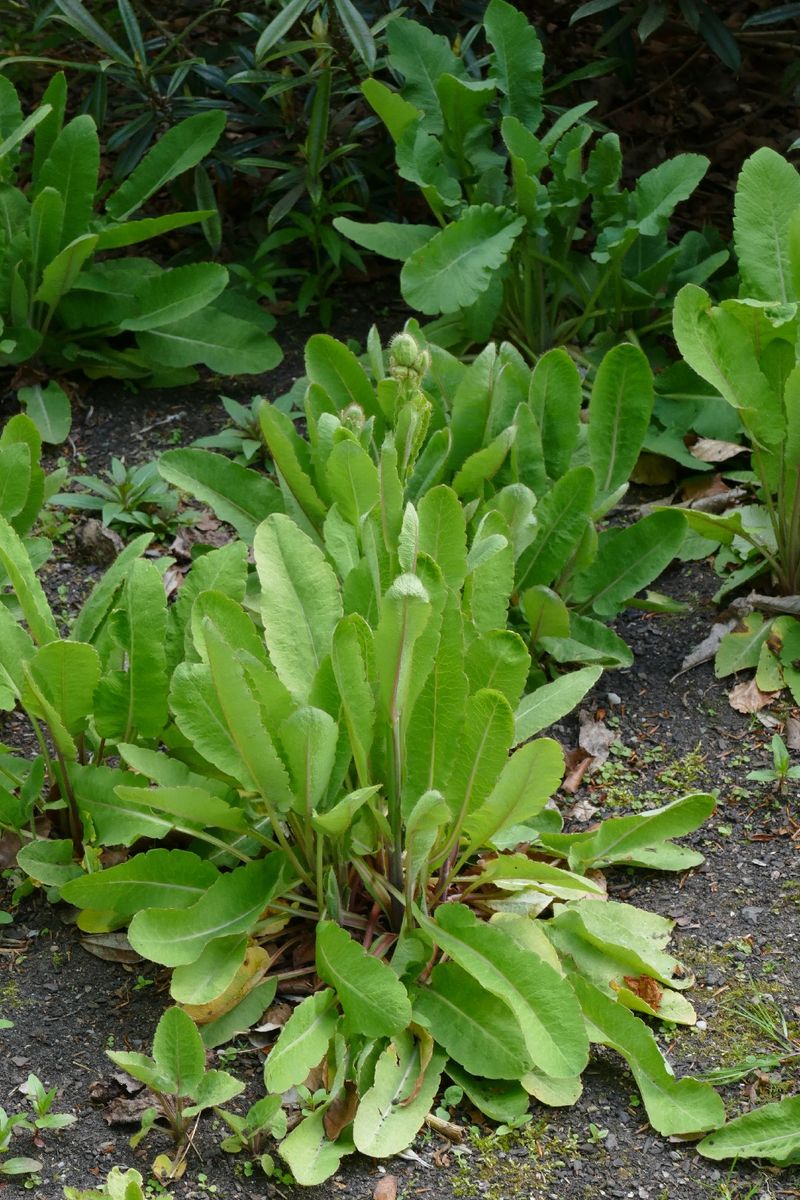 Polapoo Plant How to Incorporate Himalayan blue poppy in Your Landscaping Design?
