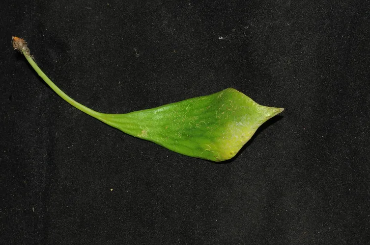 タキミシダ (Antrophyum obovatum) - PictureThis