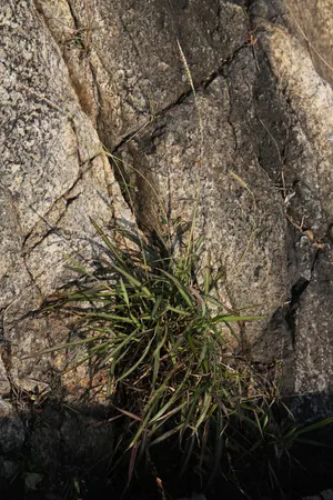 カモノハシ (Ischaemum aristatum) - PictureThis