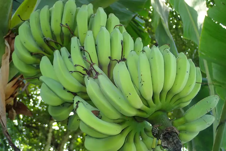 Edible banana