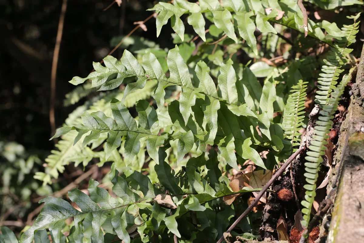 Discover the Amazing Benefits of Gu-sui-bu for Your Health and Environment