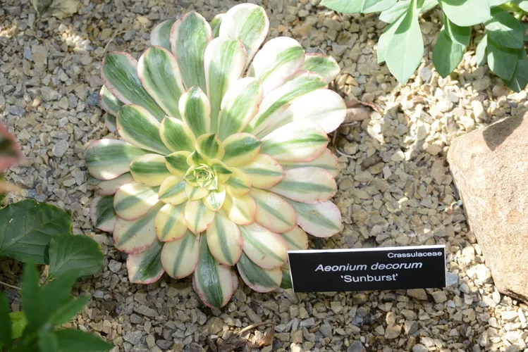 アエオニウム　デコラム アエオニウム・デコラム (Aeonium decorum) - PictureThis