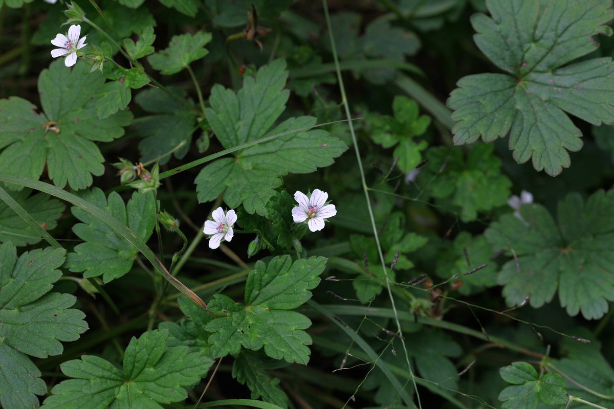 The Unique Language and Meaning of the Enchanting Siberian Geranium