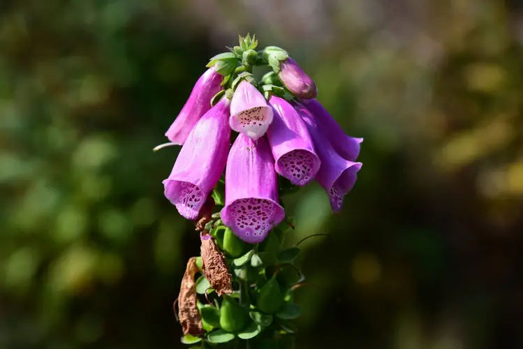 How to Plant and Grow Common foxglove(Digitalis purpurea)