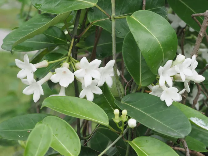 Stephanotis - PictureThis