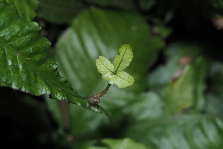 【希少種】 オオヘツカシダ 石垣島産 157151814020497410.jpeg?x-oss-