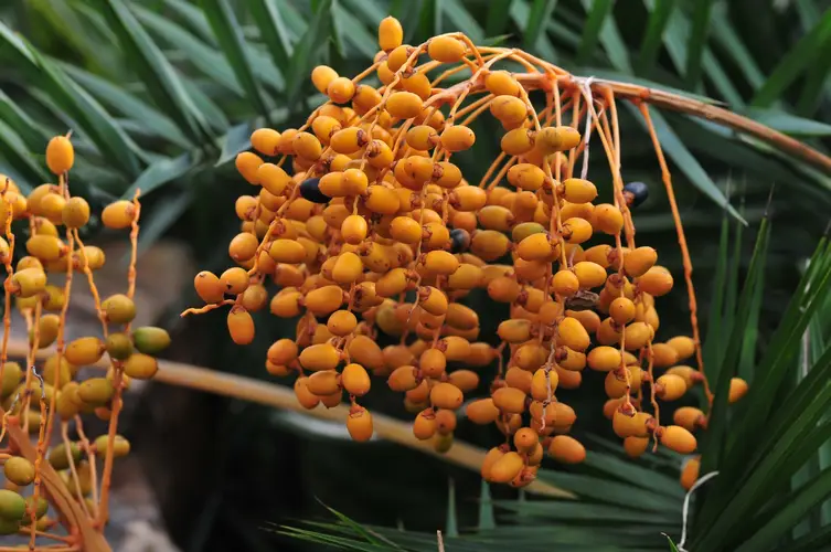 Mountain date palm