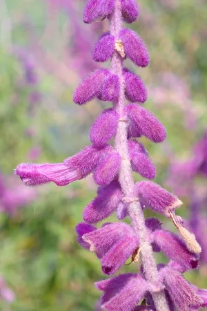 How to Grow and Care for Mexican Bush Sage