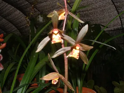 珍品 報歳蘭 ホウサイラン 玉虫(仮名) 羅紗葉 花付き ㉛ ホウサイラン（報歳蘭）の育て方・栽培方法