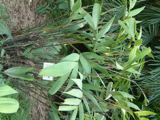 Pinanga baviensis