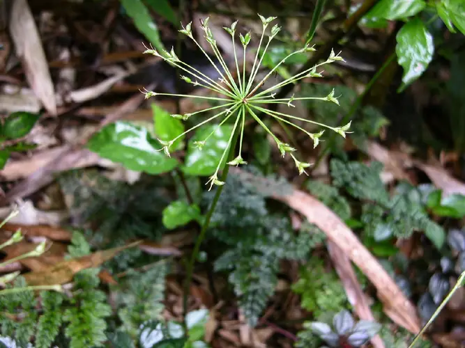 Pternopetalum trichomanifolium