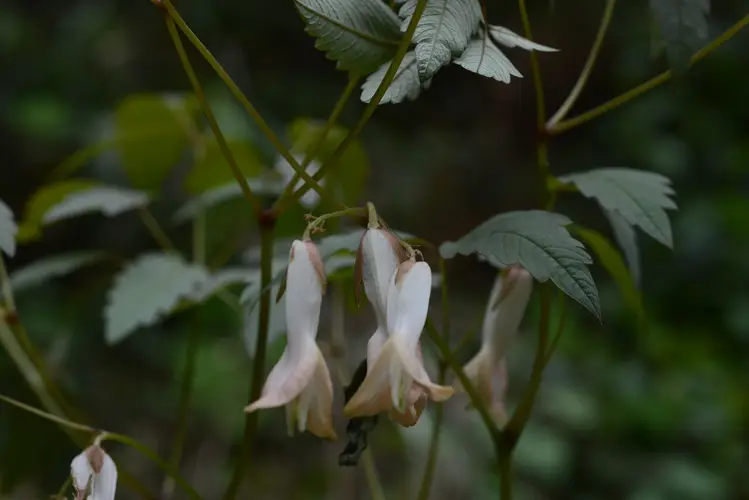Large-flowered dicentra