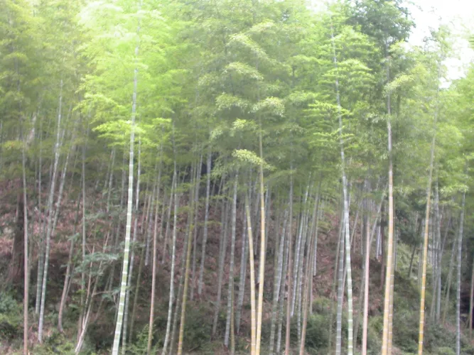 Moso-bambus - Phyllostachys edulis (Taxonomie, Merkmale, Symbolik, Bilder)