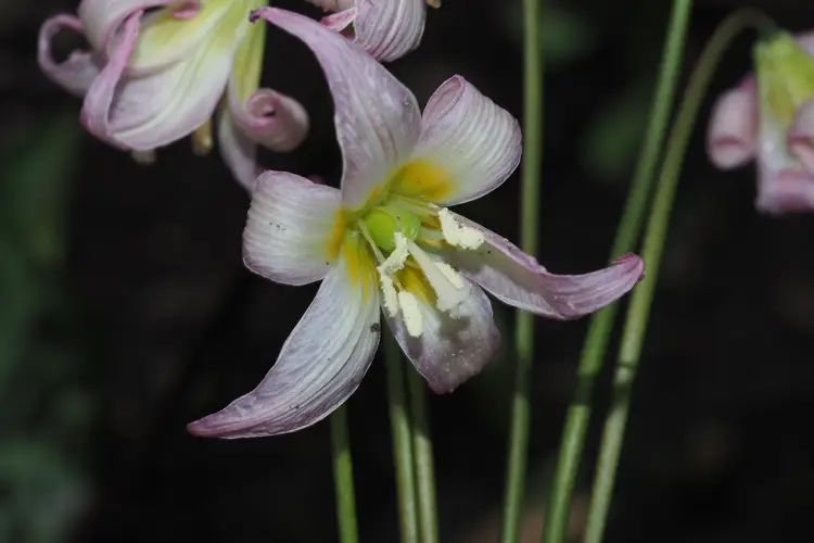 Cream fawn lily