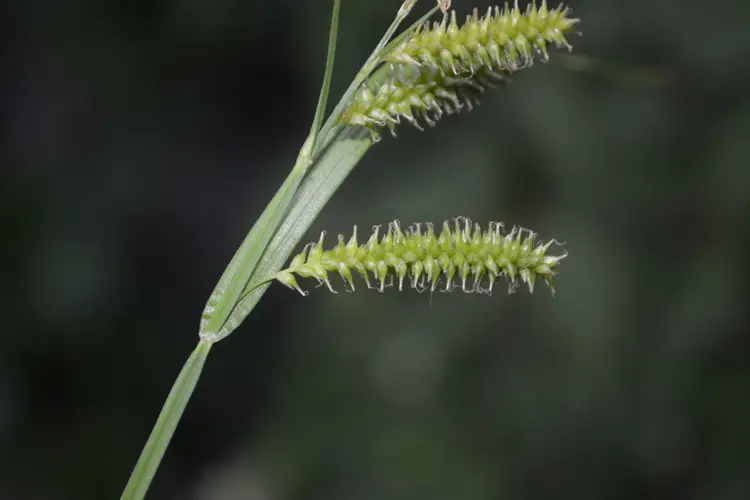 Carex doniana