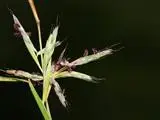 Cymbopogon tortilis