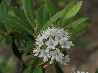 How to Grow and Care for Rhododendron micranthum