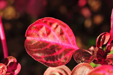 斑入り　マルバビユ（丸葉莧） 挿し木　枝　3本　観葉植物 マルバビユの特徴や育て方、増やし方等の紹介【ブラッドリーフ】