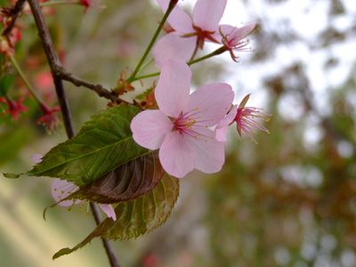 現品　山桜　ヤマザクラ　特大苗　2.2mほど　山採り サクラ(桜) 山桜(ヤマザクラ)大苗 - 果樹苗・大苗・苗木販売の隅田農園