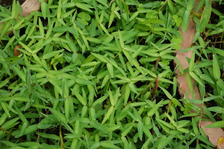 Asian watergrass