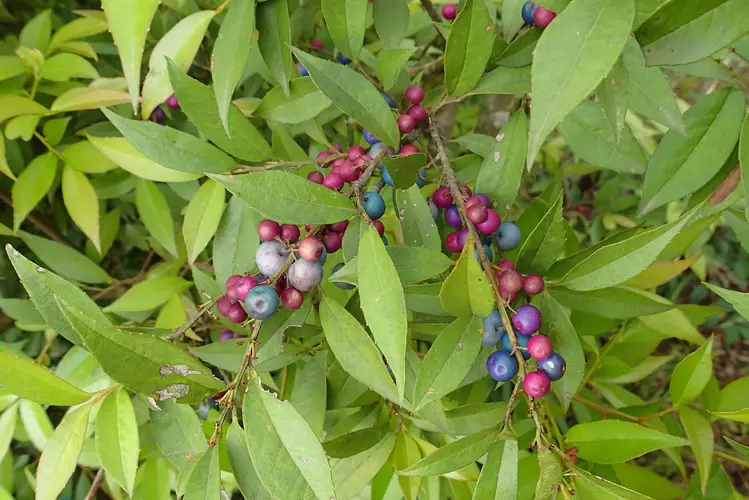 Blueberry myrtle