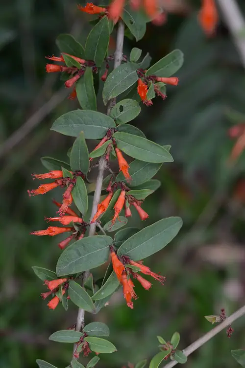 Woodfordia fruticosa