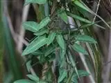 Tylophora floribunda