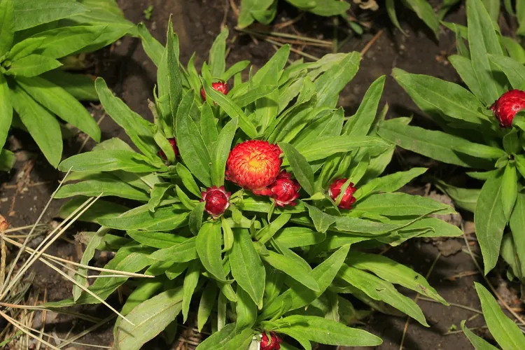 ヘリクリサム (ケア, 特徴, 花, 画像)