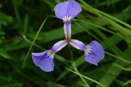 古伊万里　皿　かきつばた　燕子花　杜若　アヤメ　アイリス　水仙　江戸　訳あり 古伊万里 皿 かきつばた 燕子花 杜若 アヤメ アイリス 水仙 江戸