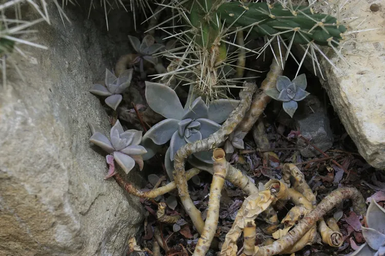 朧月 (ケア, 特徴, 象徴, 画像)