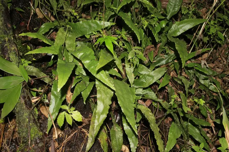Chestnut-leaf colysis fern