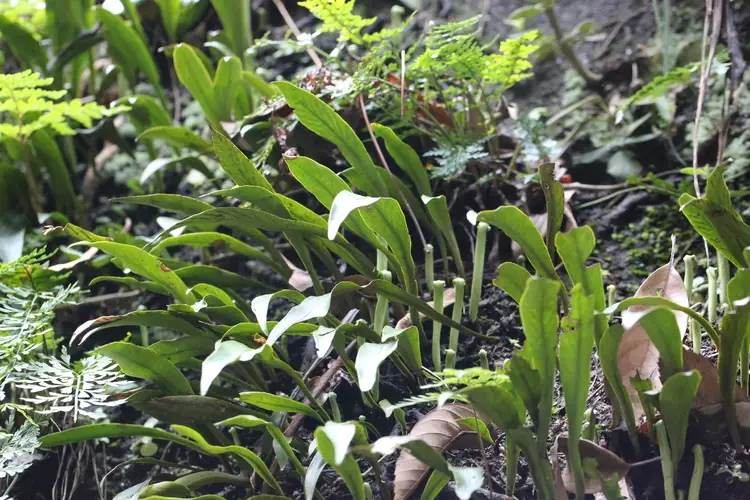 Willow-leaf lance fern