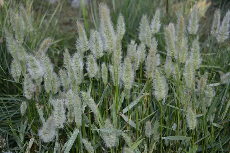 Annual rabbitsfoot grass