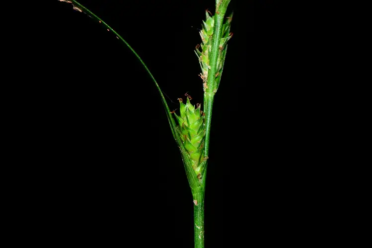 Carex gibba