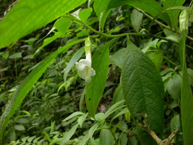 Cyrtandromoea grandiflora