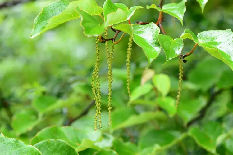スイセイジュ属 (Tetracentron sinense) 花言葉，毒性，よくある質問 - PictureThis