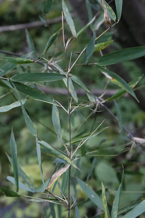 Chinese fountain bamboo (Fargesia spathacea) - PictureThis