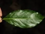 Huodendron biaristatum var. parviflorum