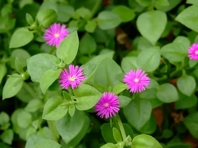 How to Plant and Grow Baby sun rose(Mesembryanthemum cordifolium)