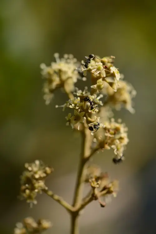 Schefflera heptaphylla
