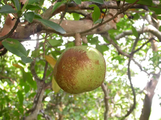 Mangrove cèdre