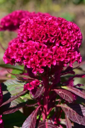 ケイトウ（鶏頭） (ケア, 特徴, 花, 画像)