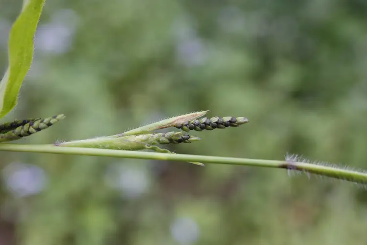 Lizard-tail grass