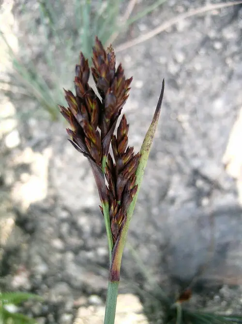 Chinese scaleseed sedge