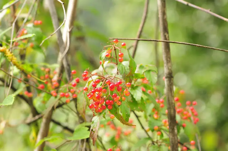 Himalayan Evergreen Viburnum