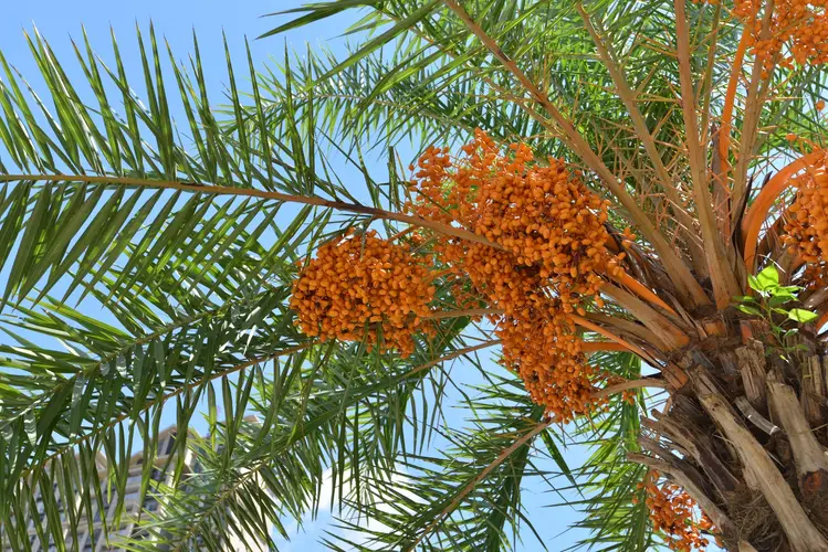 Wild date palm